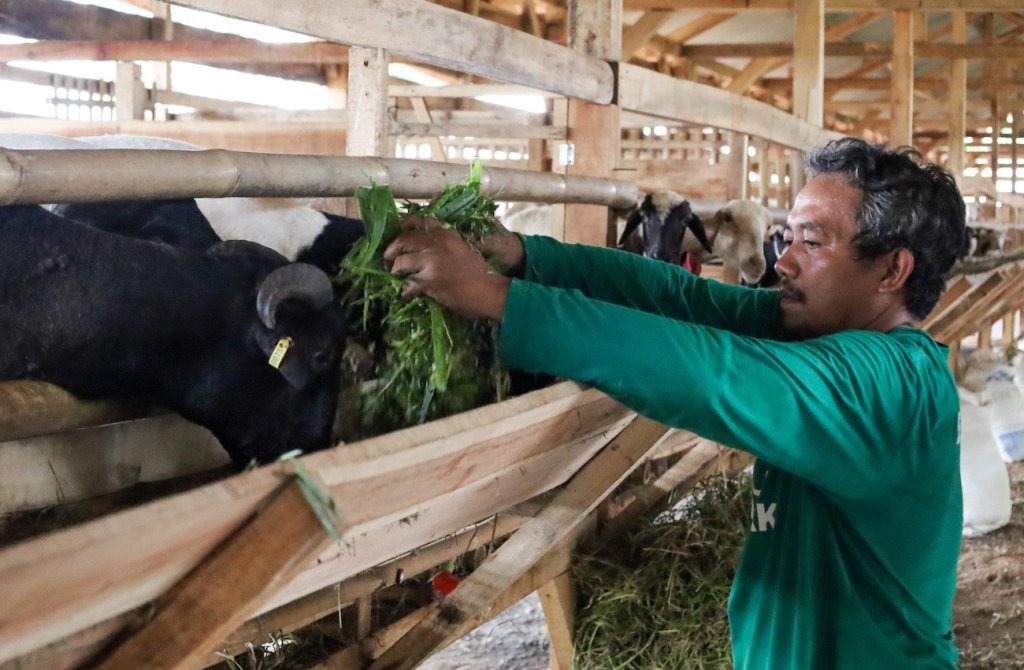 Kurban Berkah BAZNAS 2024 Makin Aman dan Sesuai Syariah